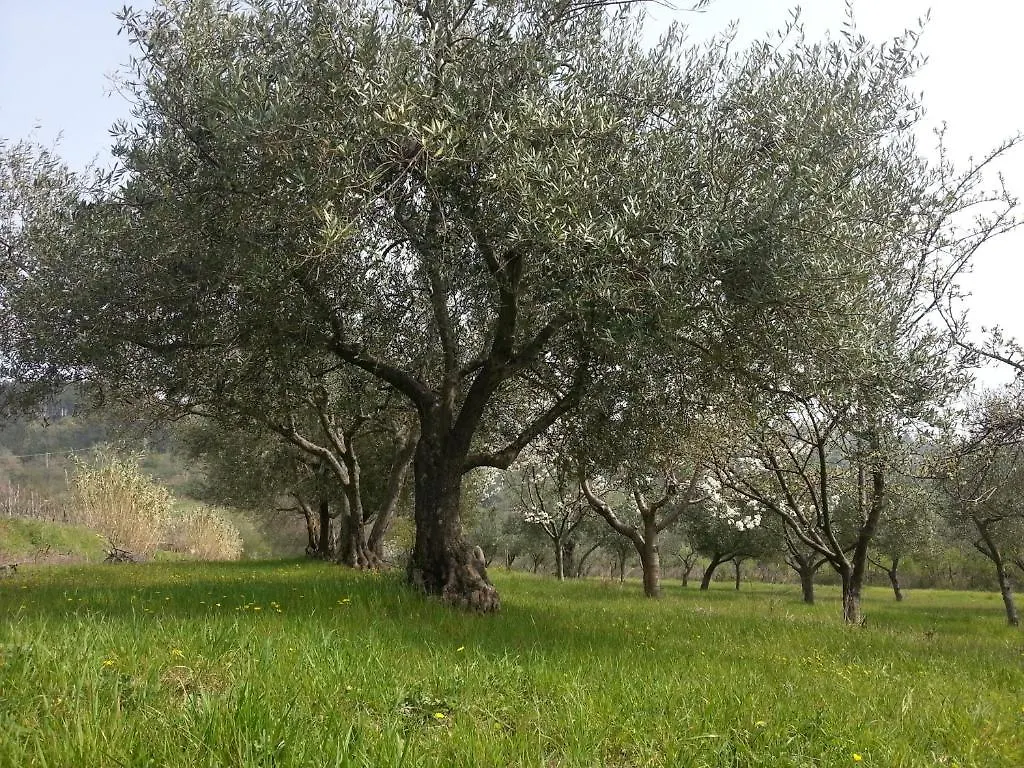 Panzió Al Merlo Olivo, Rural Istrian House Buje